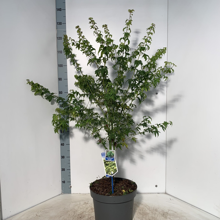 Klevas plaštakinis (Lot Acer pal.) 'Aoyagi' C10 70-90 CM