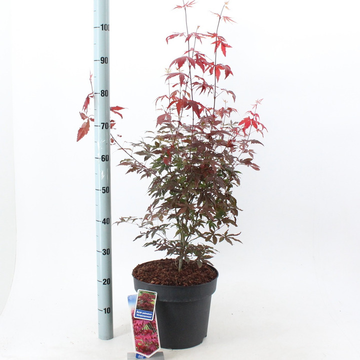 Klevas plaštakinis (Lot Acer pal.) 'Atropurpureum' C7,5/P26 80-100 CM