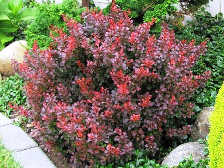 Raugerškis tunbergo  (Lot Berberis thunb.) 'Atropurpurea Nana' C2/P17 30/+ CM
