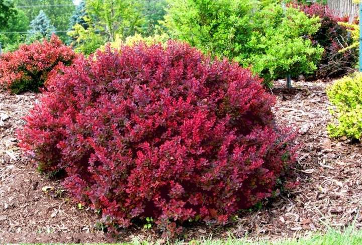 Raugerškis tunbergo  (Lot Berberis thunb.) 'Bagatelle' P9 JAUNI AUGALAI