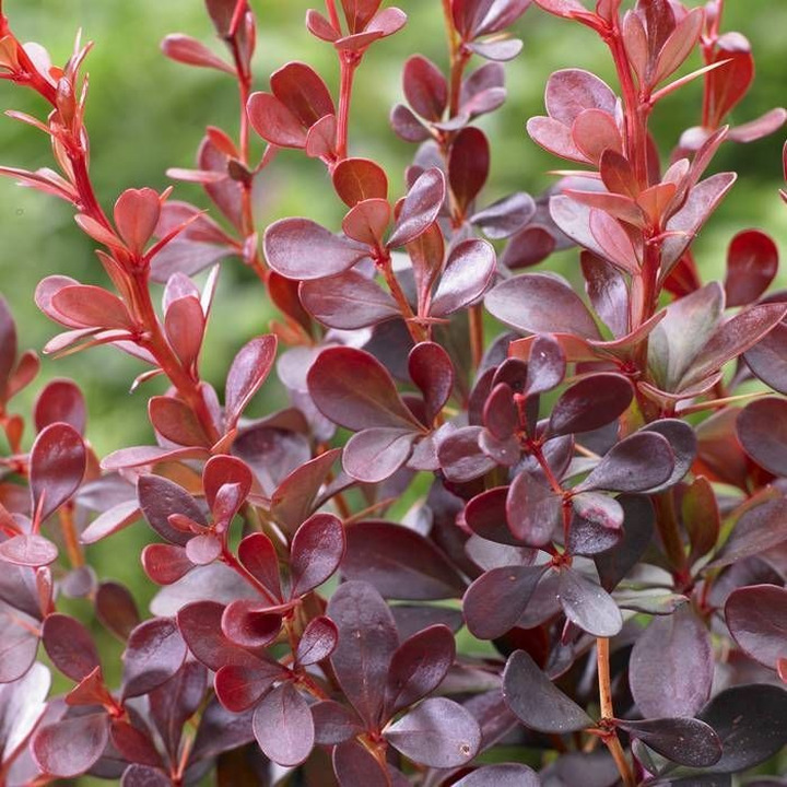 Raugerškis tunbergo  (Lot Berberis thunb.) 'Dart's Red Lady' P9 JAUNI AUGALAI
