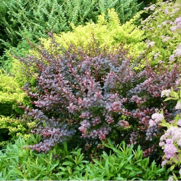 Raugerškis tunbergo  (Lot Berberis thunb.) 'Dart's Red Lady' P9 JAUNI AUGALAI
