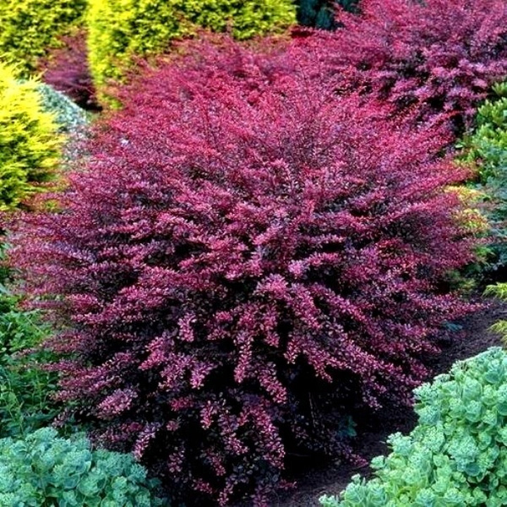 Tunbergo raugerškis (Lot Berberis thunb.) 'Harlequin' C10 40-50 CM | RAUGERŠKIAI | KRŪMAI