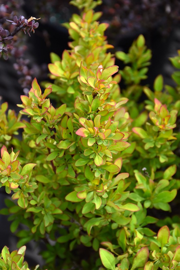 Tunbergo raugerškis (Lot Berberis thunb.) 'Limoncello' C4/P21 30-40 CM | RAUGERŠKIAI | KRŪMAI