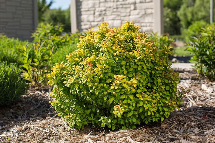 Tunbergo raugerškis (Lot Berberis thunb.) 'Limoncello' C4/P21 30-40 CM | RAUGERŠKIAI | KRŪMAI
