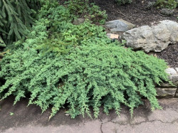Gulsčiasis kadagys (Lot Juniperus proc.) 'Nana' C3/P19 25-30 CM - nuotrauka 3