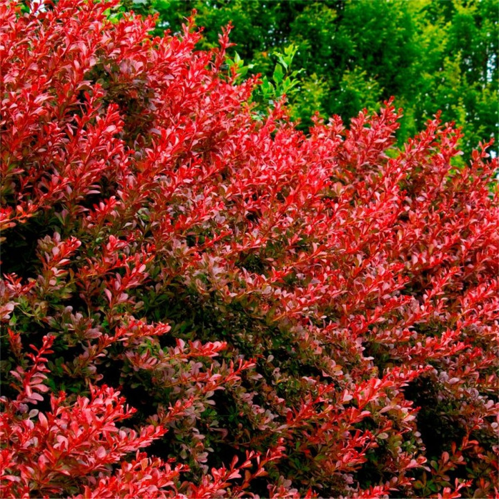 Tunbergo raugerškis (Lot Berberis thunb.) 'Lutin Rouge' C4/P21 25-30 CM | RAUGERŠKIAI | KRŪMAI