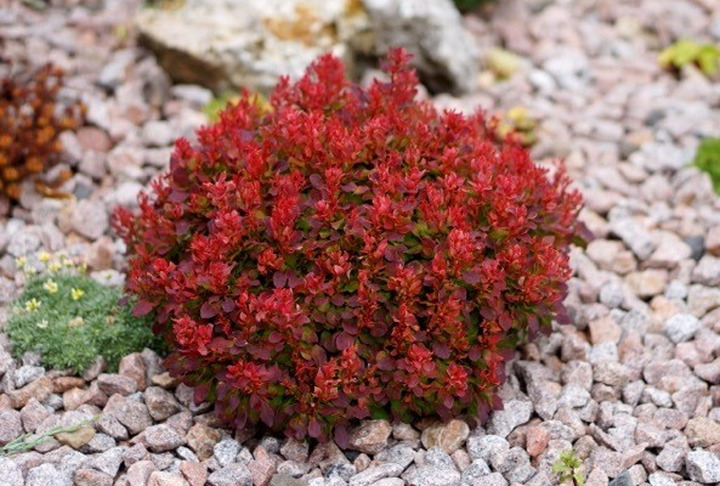 Tunbergo raugerškis (Lot Berberis thunb.) 'Lutin Rouge' C4/P21 25-30 CM | RAUGERŠKIAI | KRŪMAI