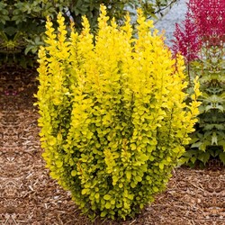 Raugerškis tunbergo  (Lot Berberis thunb.) 'Maria' C2/P17 40/+ CM - nuotrauka 2
