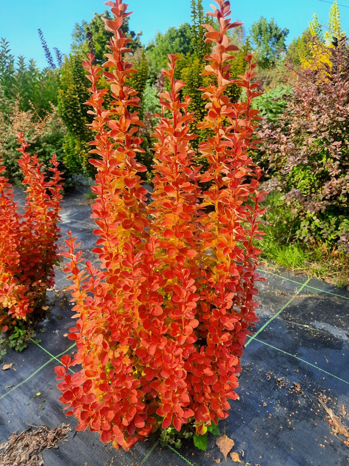 Tunbergo raugerškis (Lot Berberis thunb.) 'Orange Ice' C3/P19 20-30 CM | RAUGERŠKIAI | KRŪMAI