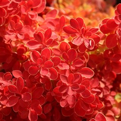 Raugerškis tunbergo  (Lot Berberis thunb.) 'Orange Ice' C2/P17 - nuotrauka 2