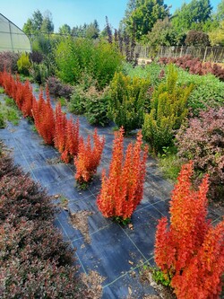 Raugerškis tunbergo  (Lot Berberis thunb.) 'Orange Ice' C2/P17 - nuotrauka 3