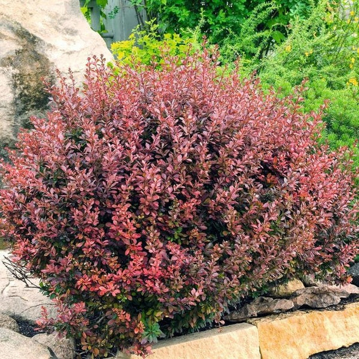 Tunbergo raugerškis (Lot Berberis thunb.) 'Atropurpurea' C3/P19 30-35 CM | RAUGERŠKIAI | KRŪMAI