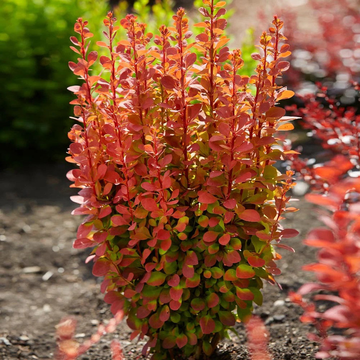 Raugerškis tunbergo  (Lot Berberis thunb.) 'Orange Rocket' C2/P17 40/+ CM