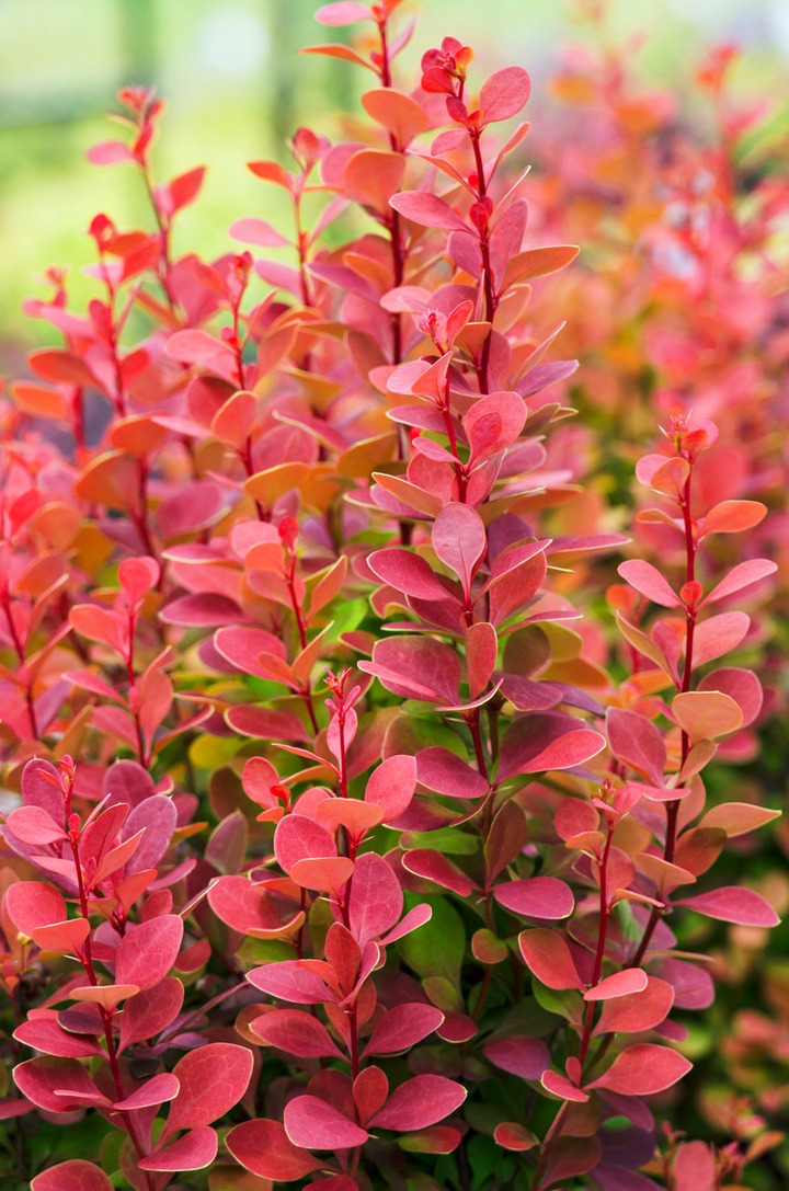Raugerškis tunbergo  (Lot Berberis thunb.) 'Orange Rocket' C2/P17 40/+ CM