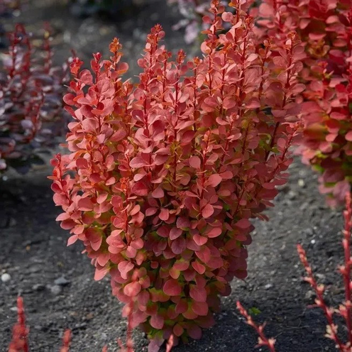 Raugerškis tunbergo  (Lot Berberis thunb.) 'Orange Rocket' C2/P17 40/+ CM