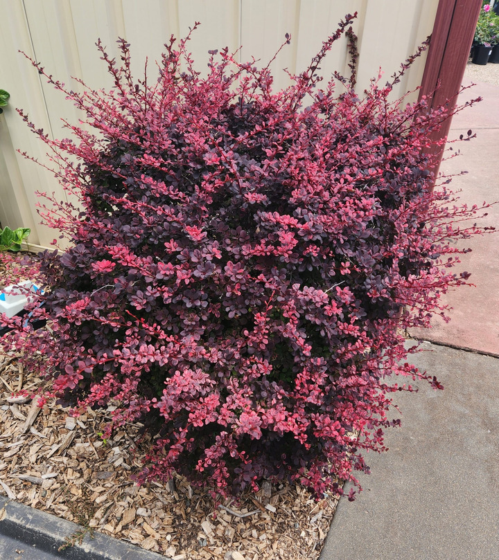 Raugerškis tunbergo  (Lot Berberis thunb.) 'Rose Glow' C2/P17 40/+ CM