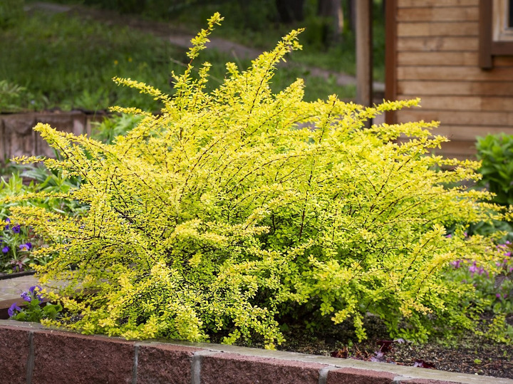 Tunbergo raugerškis (Lot Berberis thunb.) 'Sunsation' C15 50-60 CM | RAUGERŠKIAI | KRŪMAI
