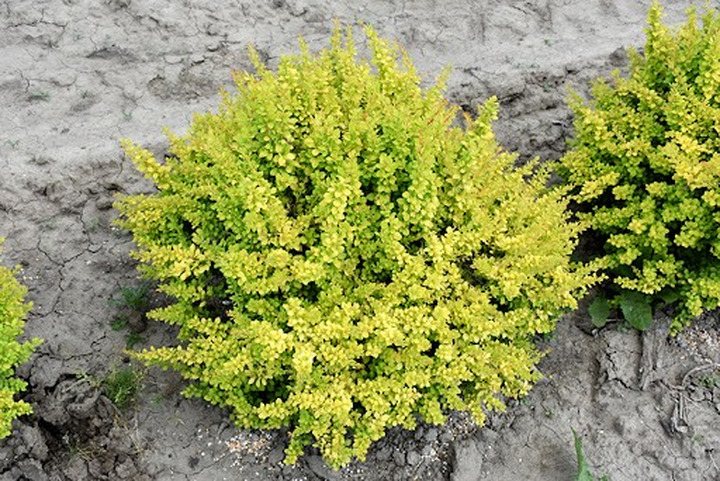 Raugerškis tunbergo  (Lot Berberis thunb.) 'Sunsation' C3/P19 30-40 CM