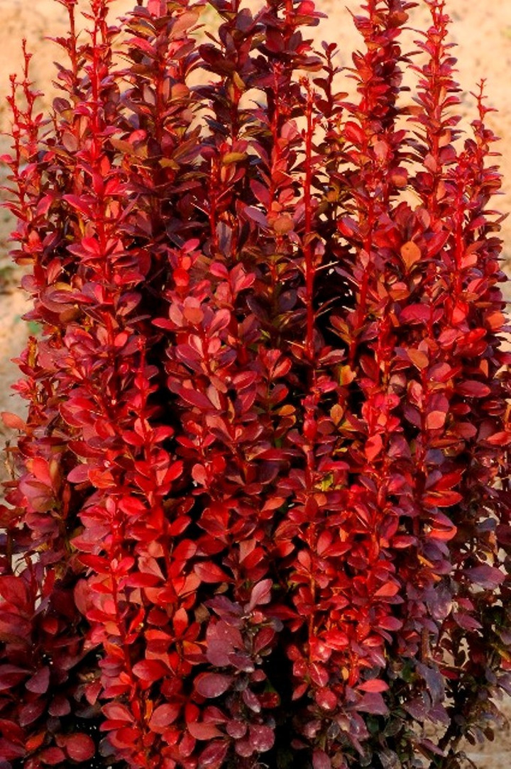 Raugerškis tunbergo  (Lot Berberis thunb.) 'Red Tower' C2/P17 20-25 CM
