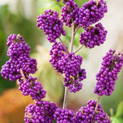 Vaisuolė azijinė (Lot Callicarpa bod.) 'Profusion' C3/P19 30-40 CM - nuotrauka 2