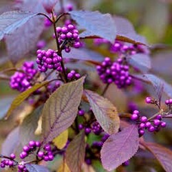 Vaisuolė azijinė (Lot Callicarpa bod.) 'Profusion' C6,5/P24 60-80 CM - nuotrauka 3