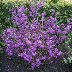 Vaisuolė azijinė (Lot Callicarpa bod.) 'Profusion' C10 STIEBAS 120 CM - nuotrauka 3