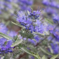 Sėpenė (Lot Caryopteris cl.) 'Sterling Silver' P9 JAUNI AUGALAI - nuotrauka 3