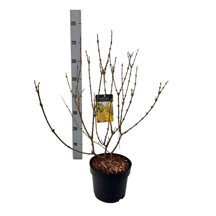 Forsitija tarpinė (Lot Forsythia int.) 'Courtalyn' C3/P19 40-50 CM