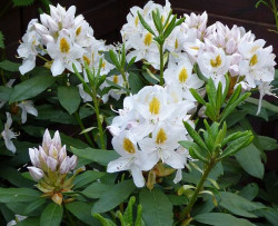 Rododendras (Rhododendron Hybrid) 'Madame Masson' C15 - nuotrauka 2