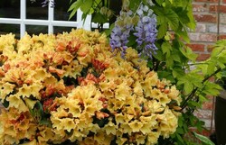 Rododendras (Rhododendron Hybrid) 'NANCY EVANS' C10 - nuotrauka 2