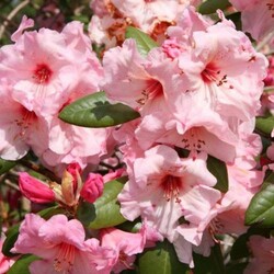 Rododendras (Rhododendron Hybrid) 'VIRGINIA RICHARDS' C15 - nuotrauka 2