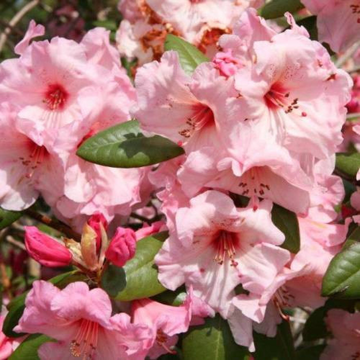 Rododendras (Rhododendron Hybrid) 'VIRGINIA RICHARDS' Dydis C15| RODODENDRAI | KRŪMAI
