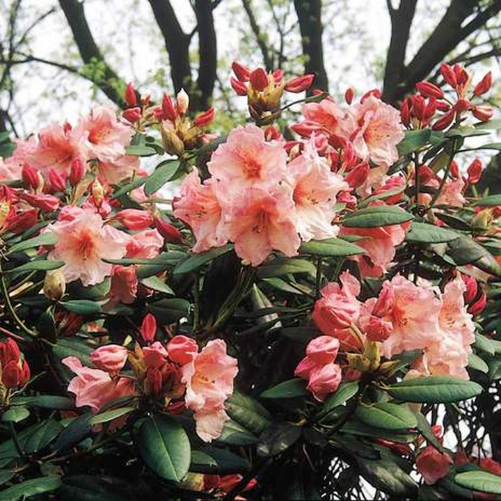 Rododendras (Rhododendron Hybrid) 'VIRGINIA RICHARDS' Dydis C15| RODODENDRAI | KRŪMAI
