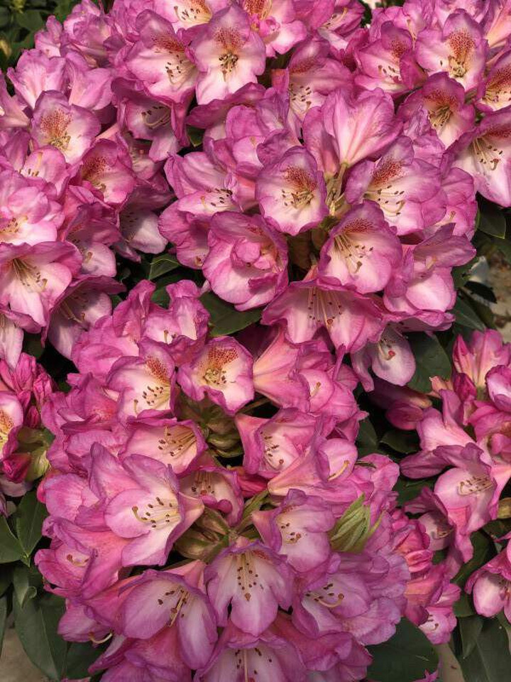 Rododendras (Rhododendron Hybrid) 'EUCHARITIS' Dydis C5/P23 | RODODENDRAI | KRŪMAI