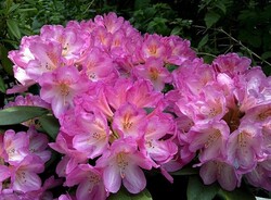 Rododendras (Rhododendron Hybrid) 'EUCHARITIS' C5/P23 - nuotrauka 3
