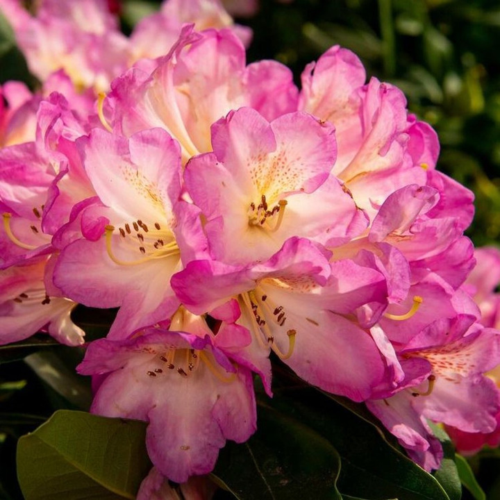 Rododendras (Rhododendron Hybrid) 'EUCHARITIS' Dydis C5/P23 | RODODENDRAI | KRŪMAI