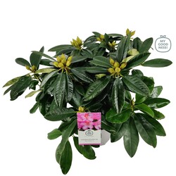 Rododendras (Rhododendron Hybrid) 'EUCHARITIS' C5/P23 - nuotrauka 4