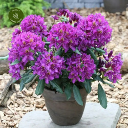 Rododendras (Rhododendron Hybrid) 'MARCEL MENARD' C15 - nuotrauka 2