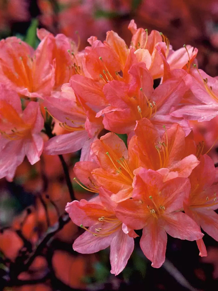 Rododendras (Rhododendron Hybrid) 'SCYPHOCALIX' Dydis C5/P23 | RODODENDRAI | KRŪMAI
