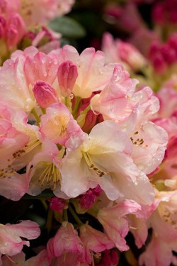 Rododendras Jakušimaninis (Lot Rhododendron (Y) 'Percy Wiseman' C15 CM - nuotrauka 4