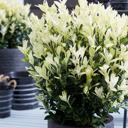 Japoninis ožekšnis (Lot Euonymus jap.) 'Himalaya' C3/P19 25-30 CM - nuotrauka 4