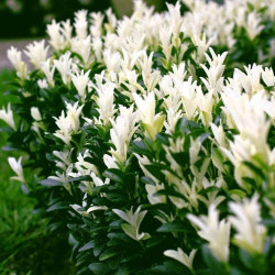 Japoninis ožekšnis (Lot Euonymus jap.) 'Himalaya' C3/P19 25-30 CM - nuotrauka 3