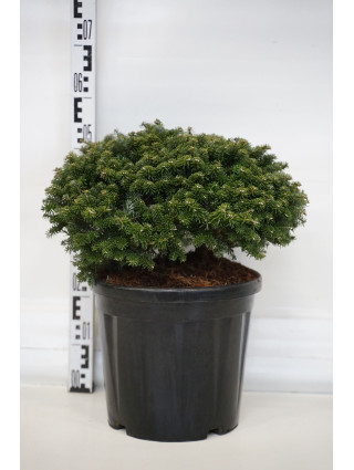 Kėnis korėjinis (Lot Abies koreana) 'Brillant' C18 35-40 CM-KĖNIAI-SPYGLIUOČIAI