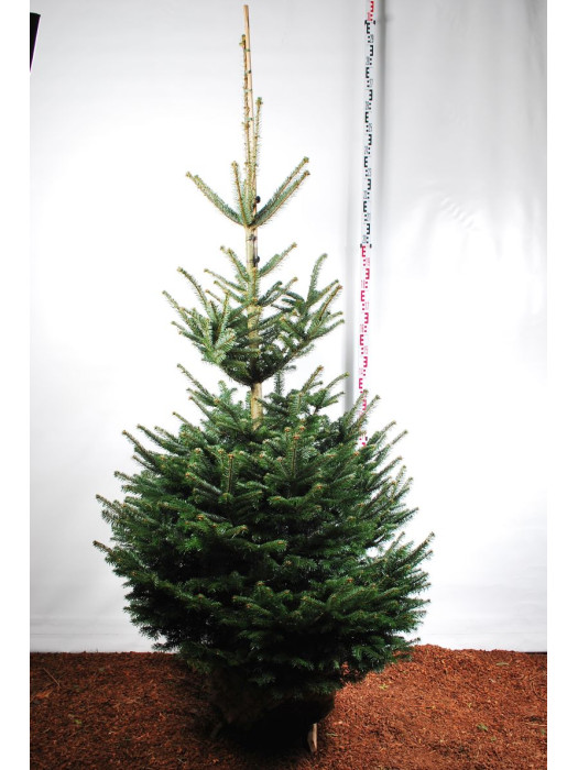 Kėnis kaukazinis (Lot Abies nordmanniana) 175-200 CM WRB-KĖNIAI-SPYGLIUOČIAI