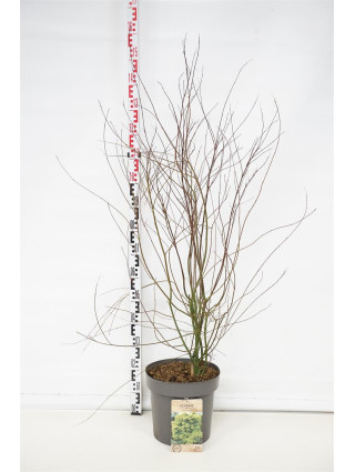 Klevas plaštakinis (Lot Acer palmatum) C12 100-125 CM-KLEVAI-MEDŽIAI