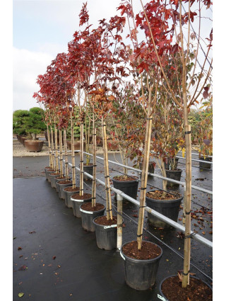 Klevas paprastasis (Lot Acer plat.) 'Crimson Sentry' C30 STIEBAS 125 CM-KLEVAI-MEDŽIAI