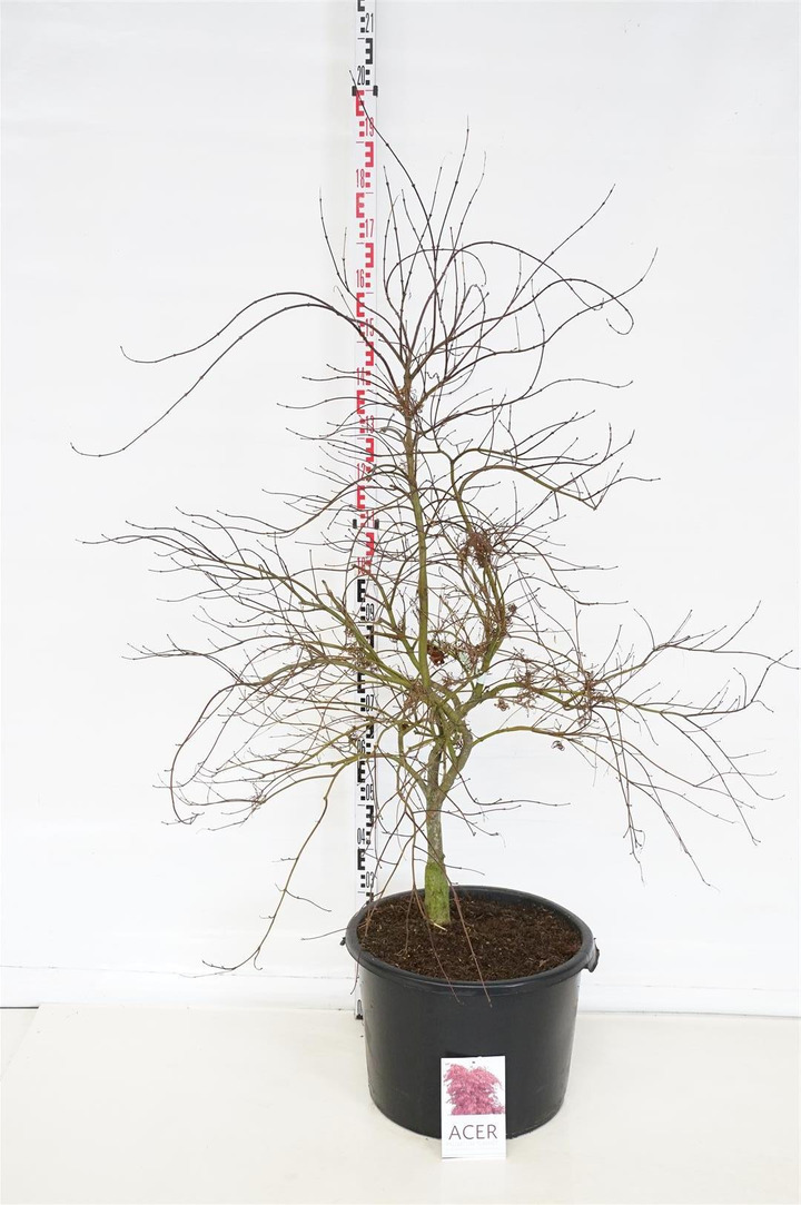 Klevas plaštakinis (Lot Acer pal.) 'Garnet' C50 120-140 CM-KLEVAI-MEDŽIAI