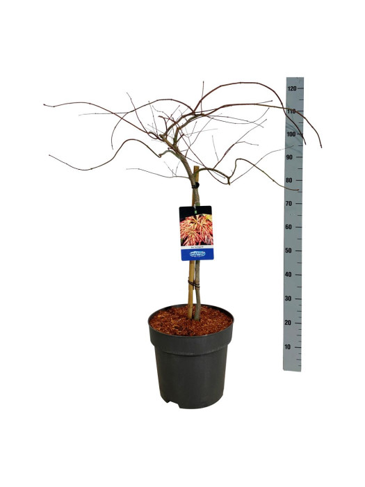 Klevas (Lot Acer) 'Ice Dragon' C15 STIEBAS 60 CM-KLEVAI-MEDŽIAI