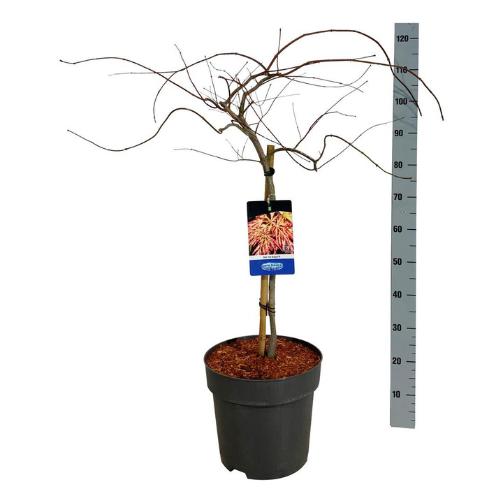Klevas (Lot Acer) 'Ice Dragon' C15 STIEBAS 60 CM-KLEVAI-MEDŽIAI